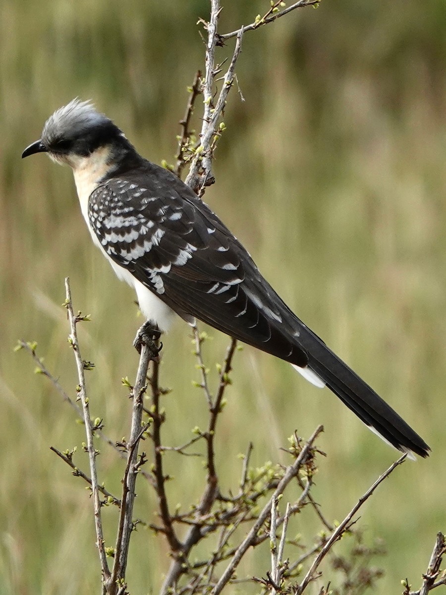 Great Spotted Cuckoo - ML209218721