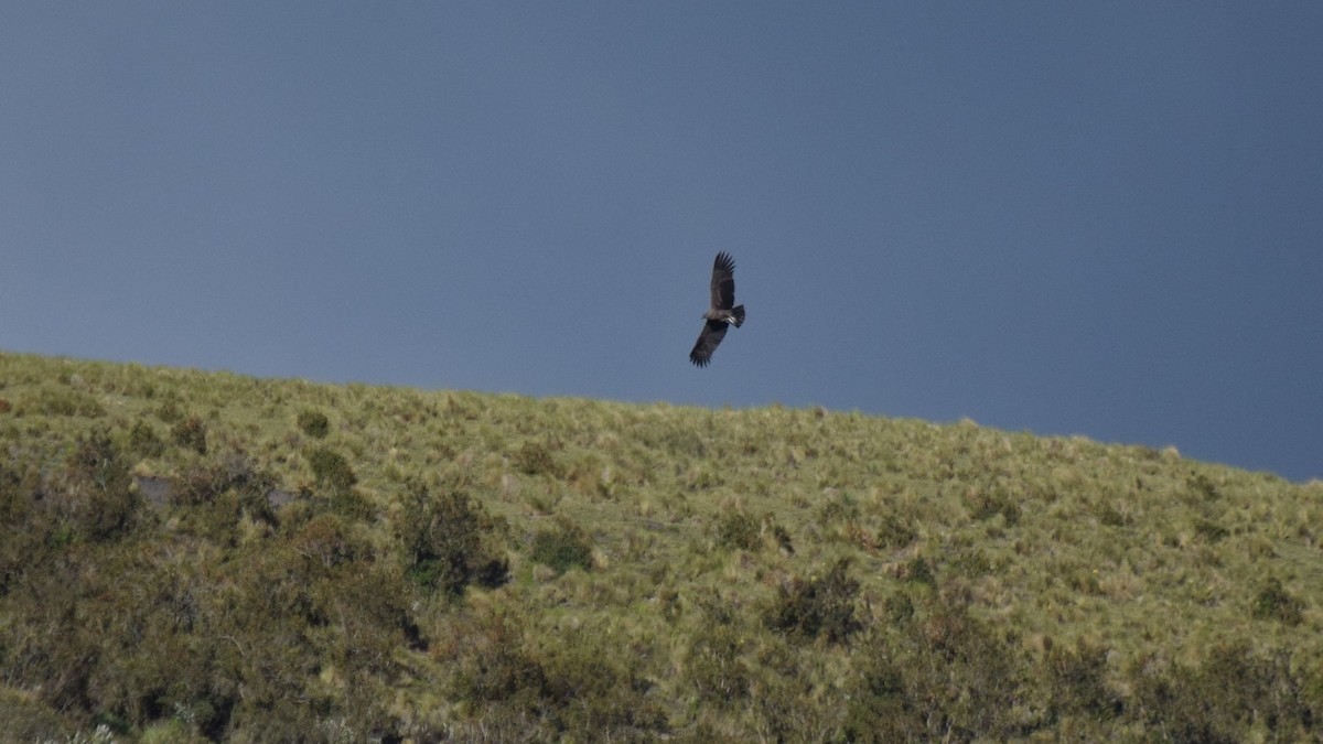 Andean Condor - ML209219081