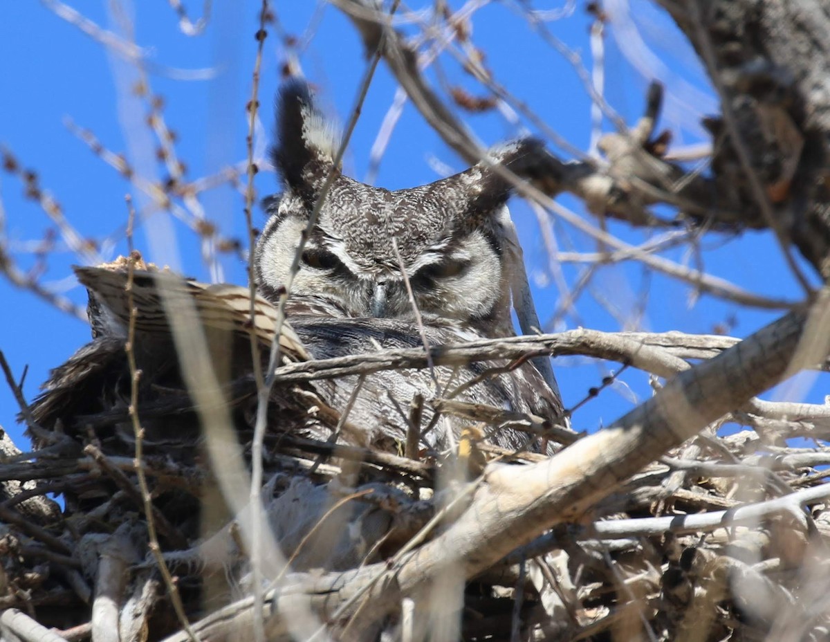 Great Horned Owl - ML209219301