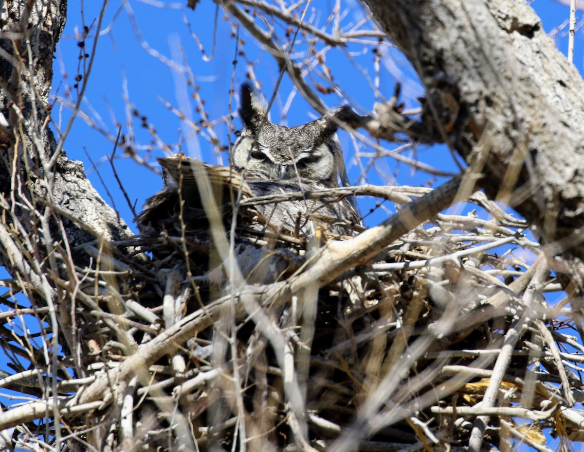 Great Horned Owl - sam hough