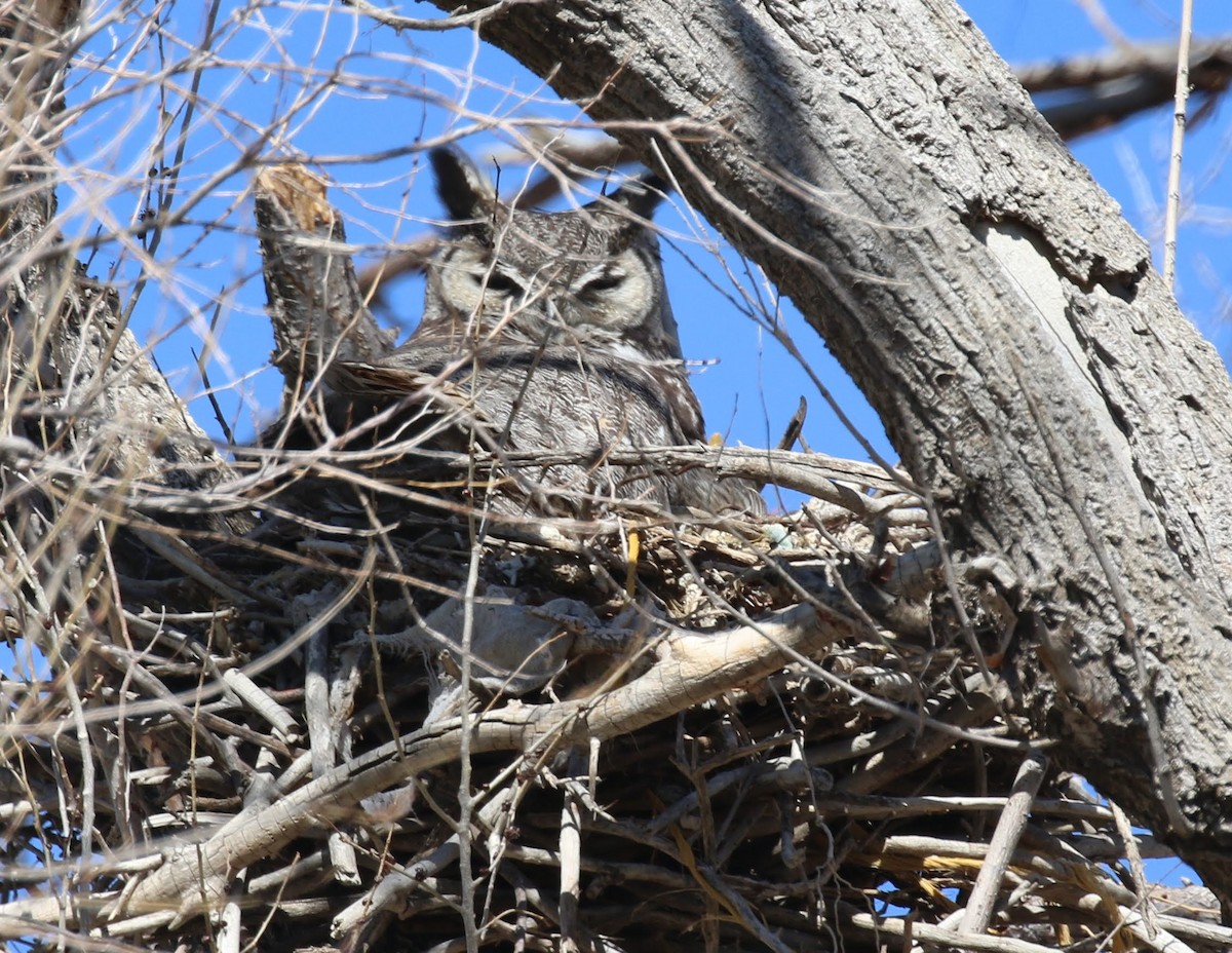 Great Horned Owl - ML209219431