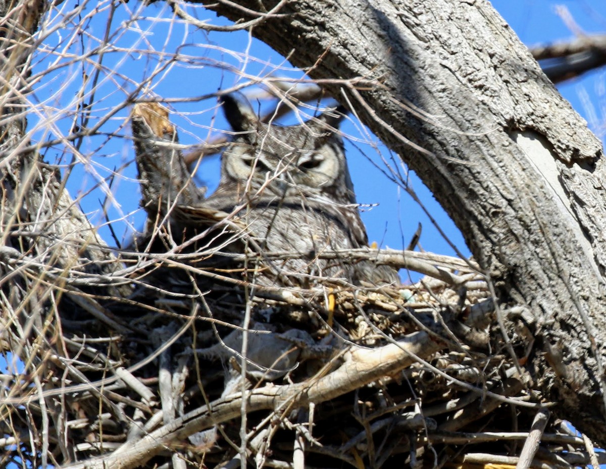 Great Horned Owl - ML209219471