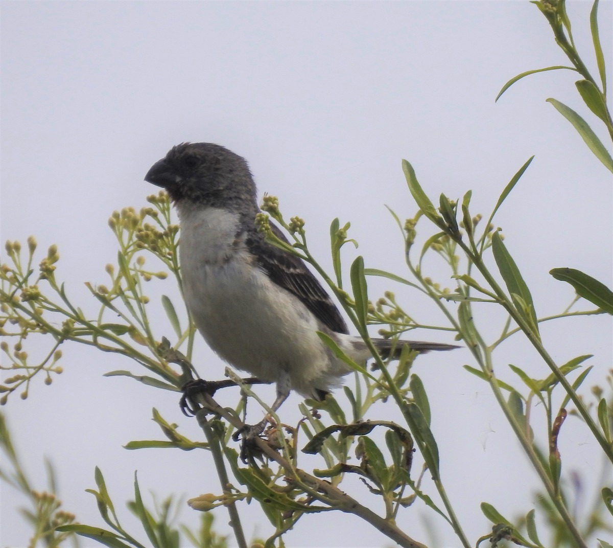 Chestnut-throated Seedeater - ML209220221