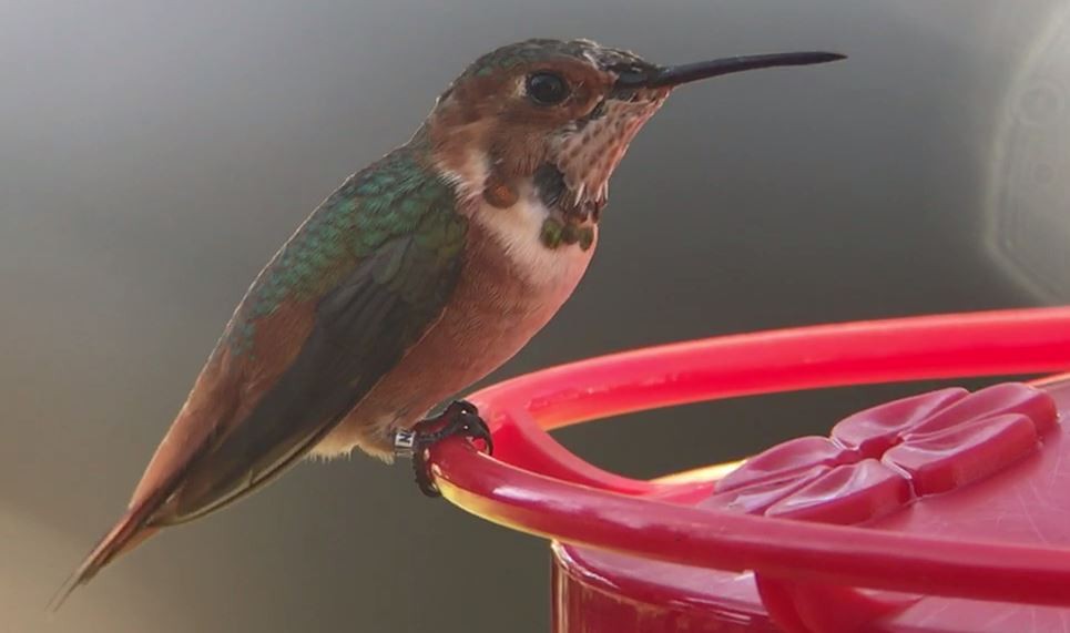 Allen's Hummingbird - Mark McShane