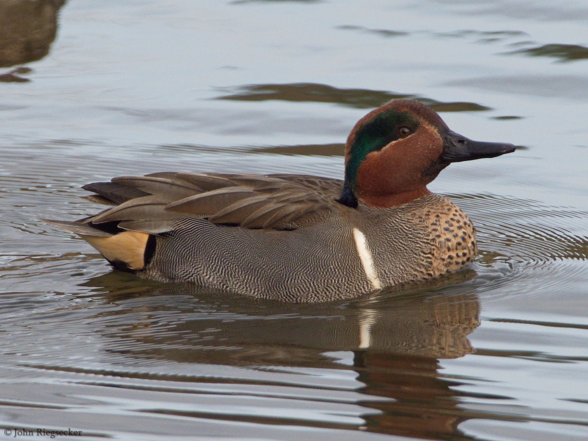 Green-winged Teal - ML209231231