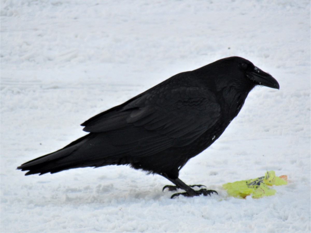 Common Raven - Timothy Piranian