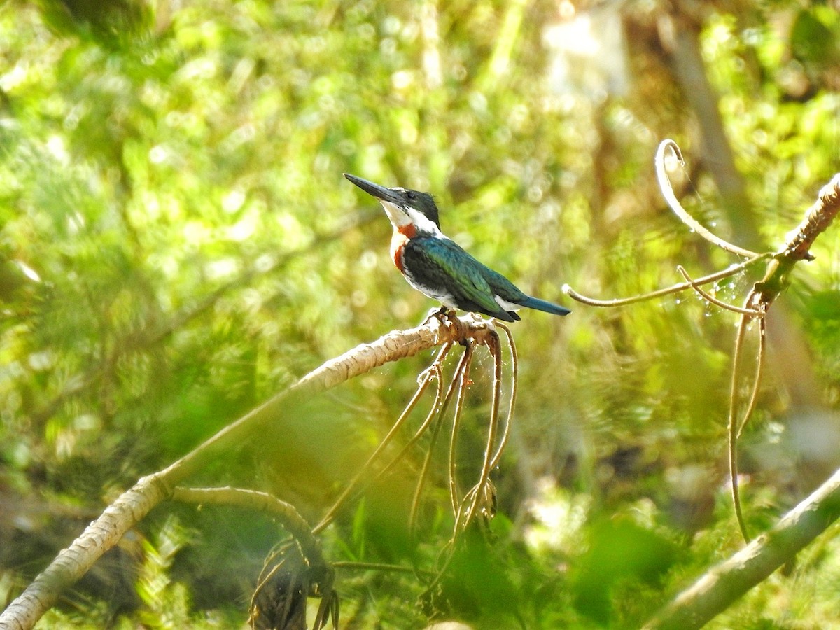 Green Kingfisher - Anonymous
