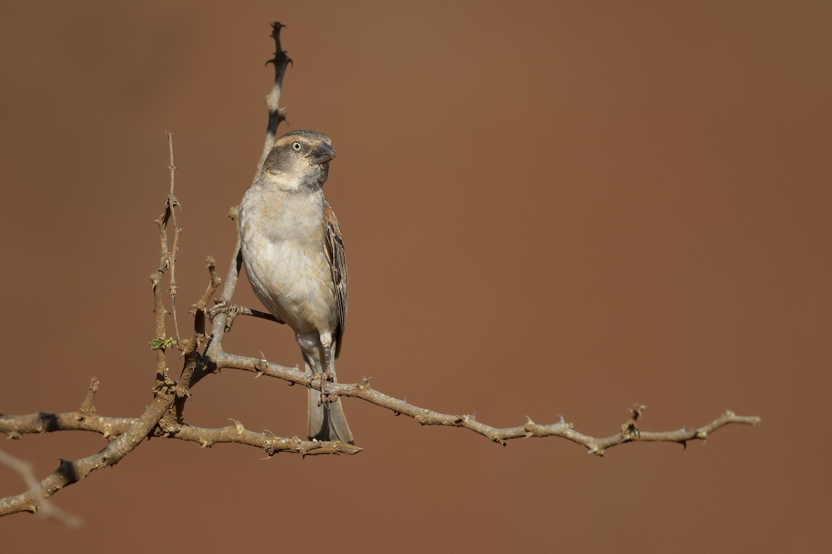 Kenya Rufous Sparrow - ML209241401