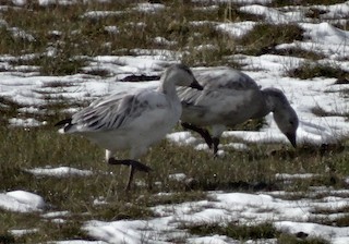 Snow Goose, ML20924271