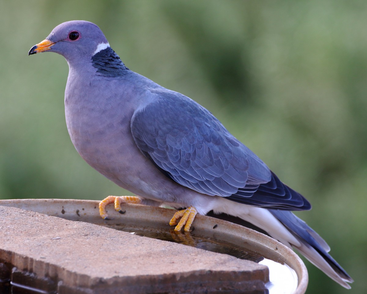 Band-tailed Pigeon - ML209249801