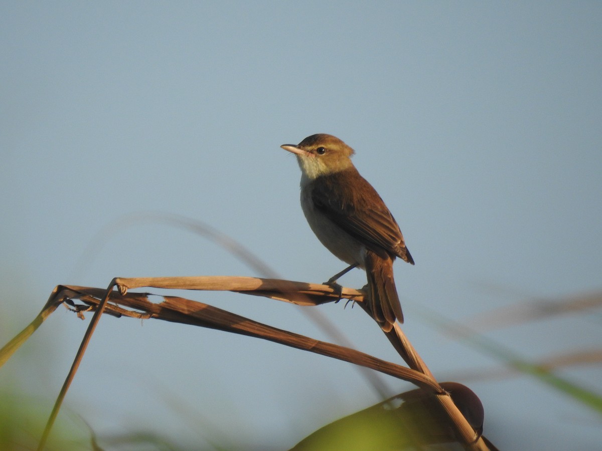 Oriental Reed Warbler - Bayani Thaddeus Barcenas
