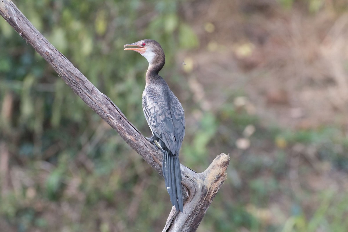 Long-tailed Cormorant - Anonymous