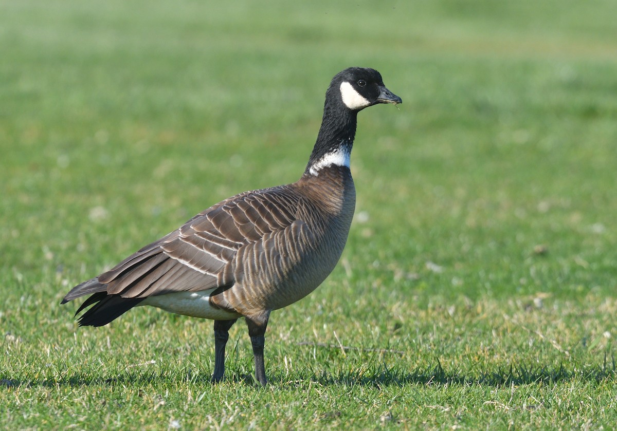 Cackling Goose - Jerry Ting