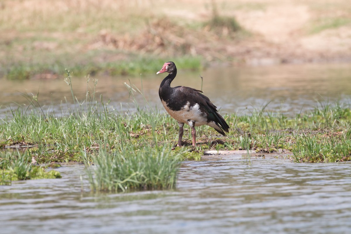Spur-winged Goose - Anonymous