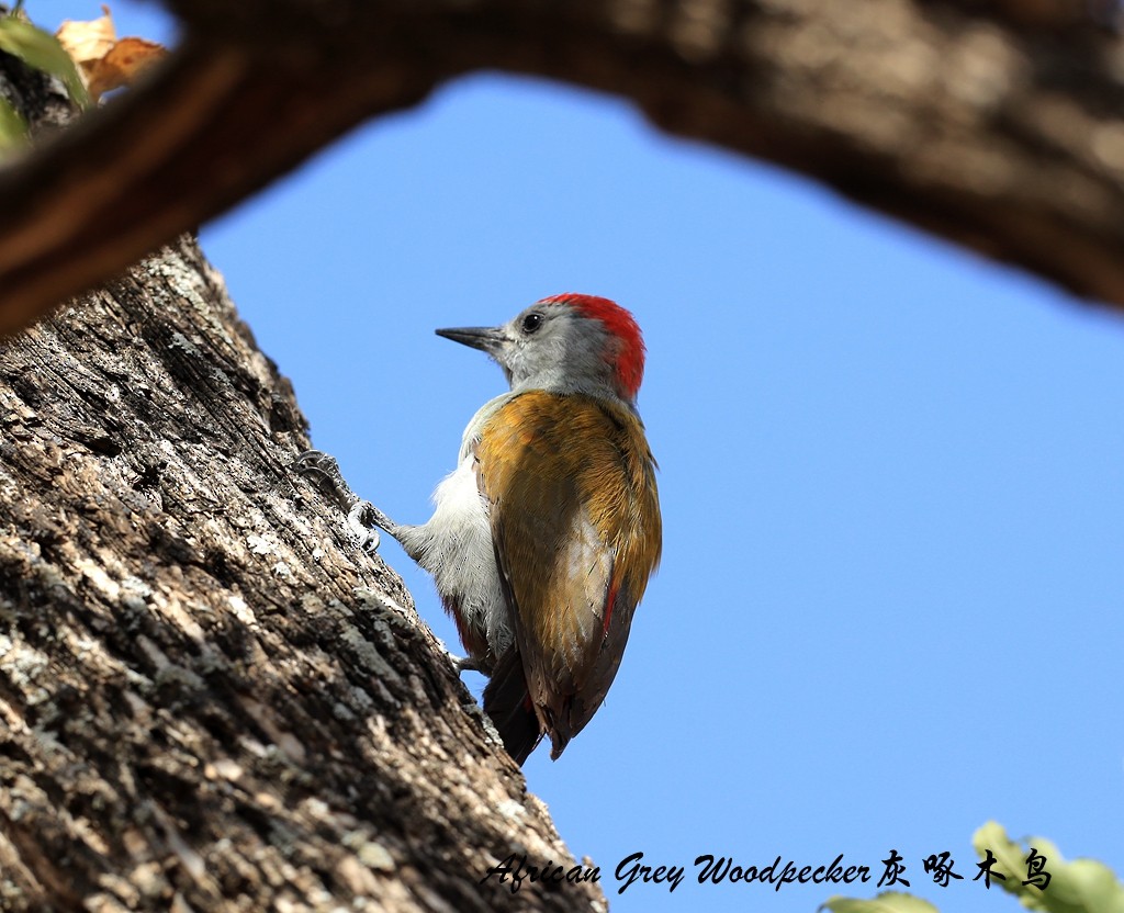 African Gray Woodpecker - Qiang Zeng