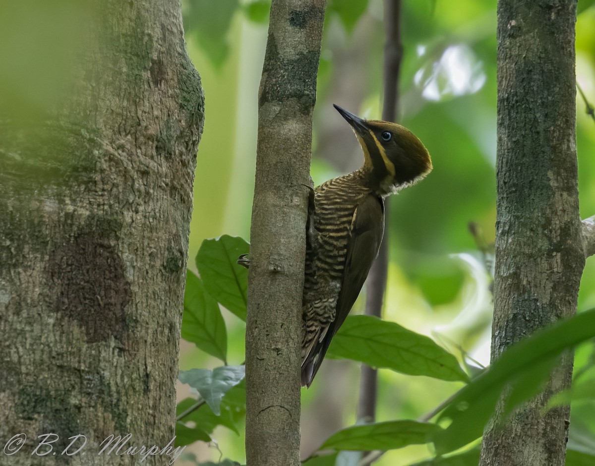 Golden-green Woodpecker (Atlantic) - Brad Murphy