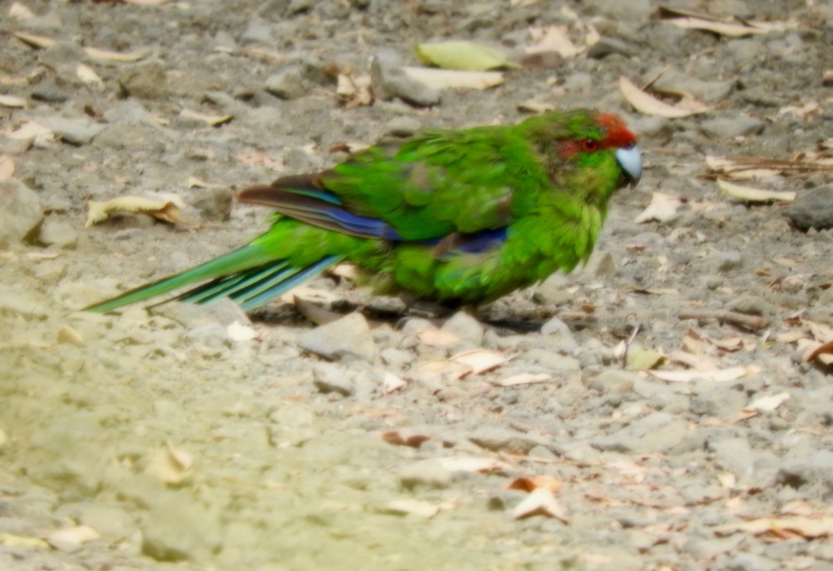 Red-crowned Parakeet - ML209258831