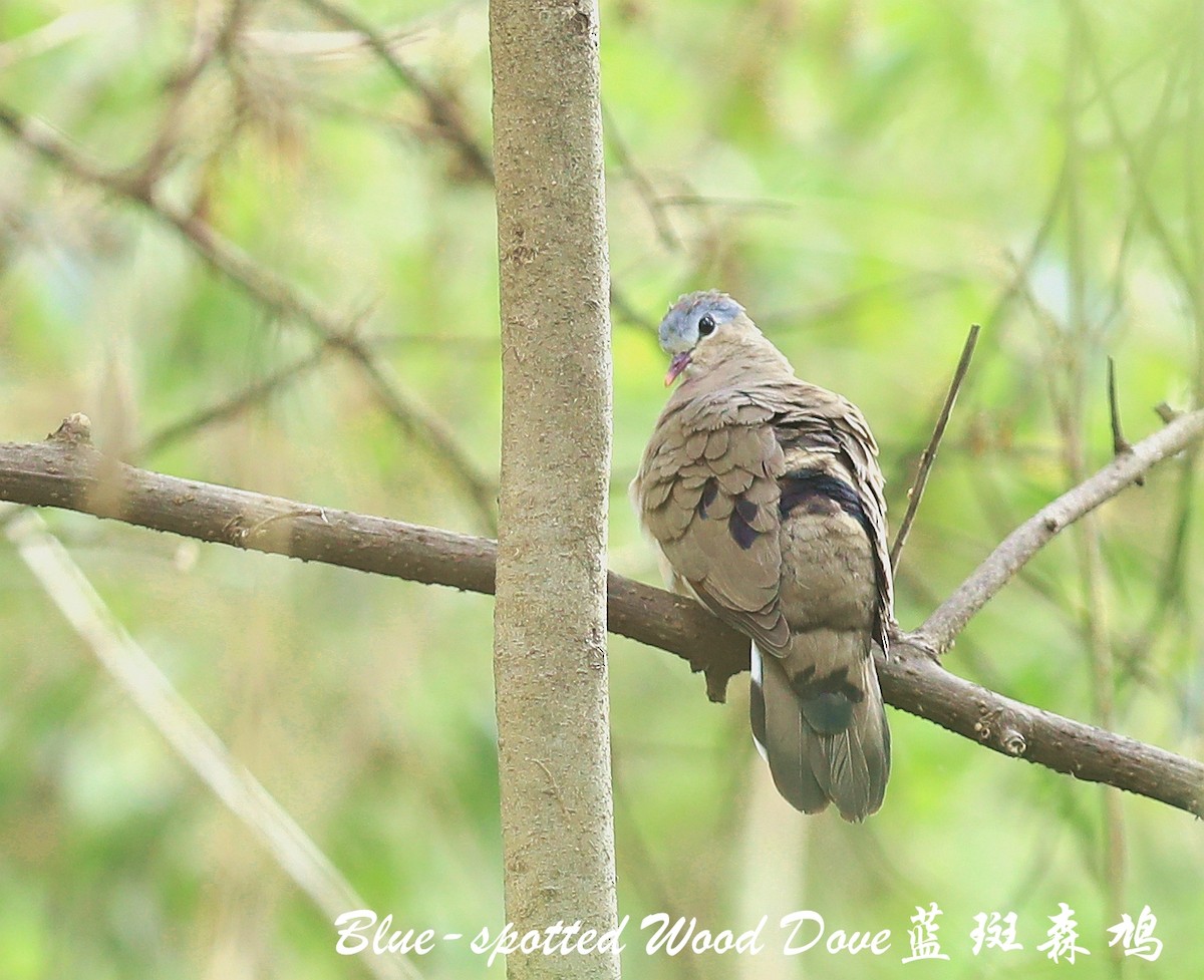 Blue-spotted Wood-Dove - Qiang Zeng