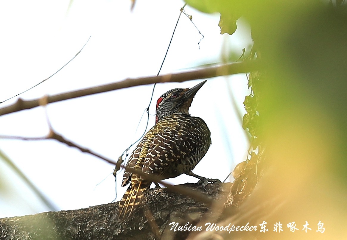 Nubian Woodpecker - ML209266831