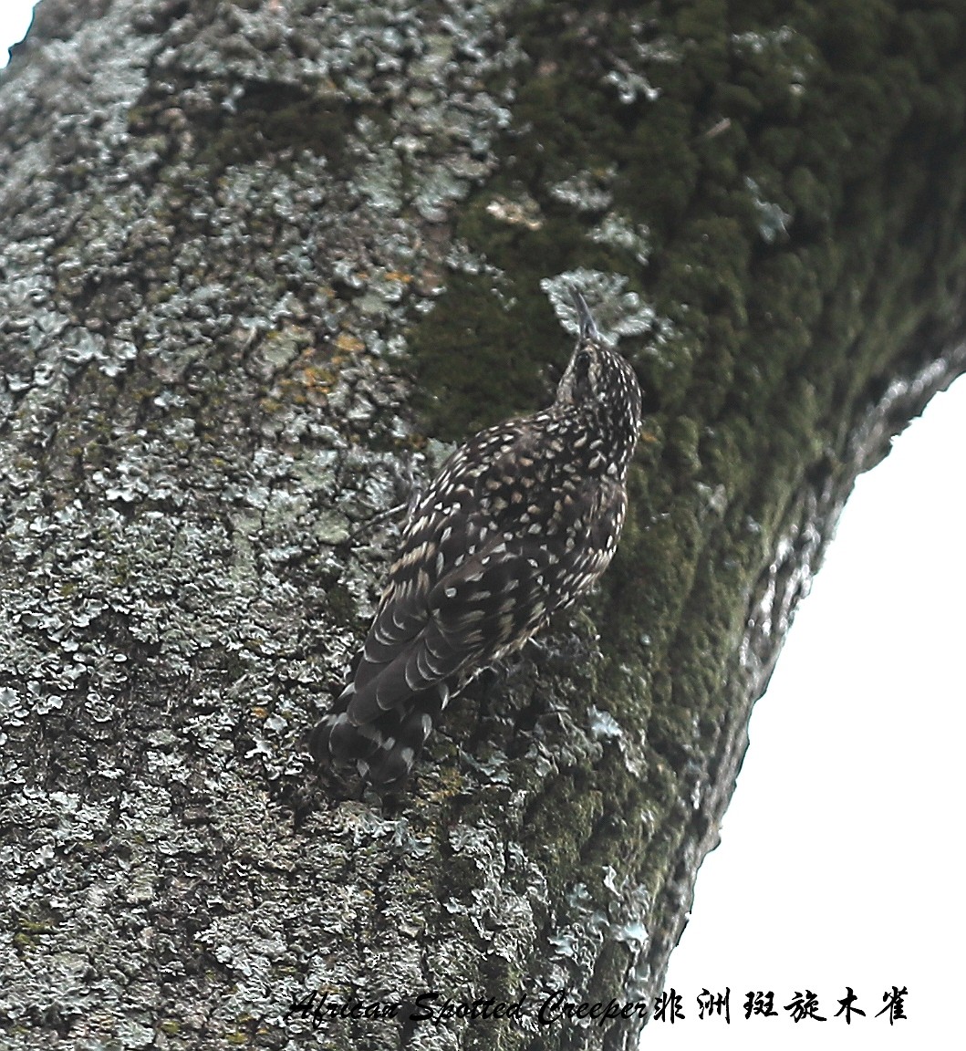 African Spotted Creeper - ML209266901