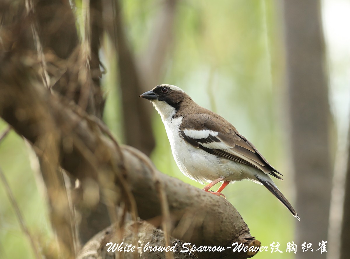 White-browed Sparrow-Weaver - ML209267971