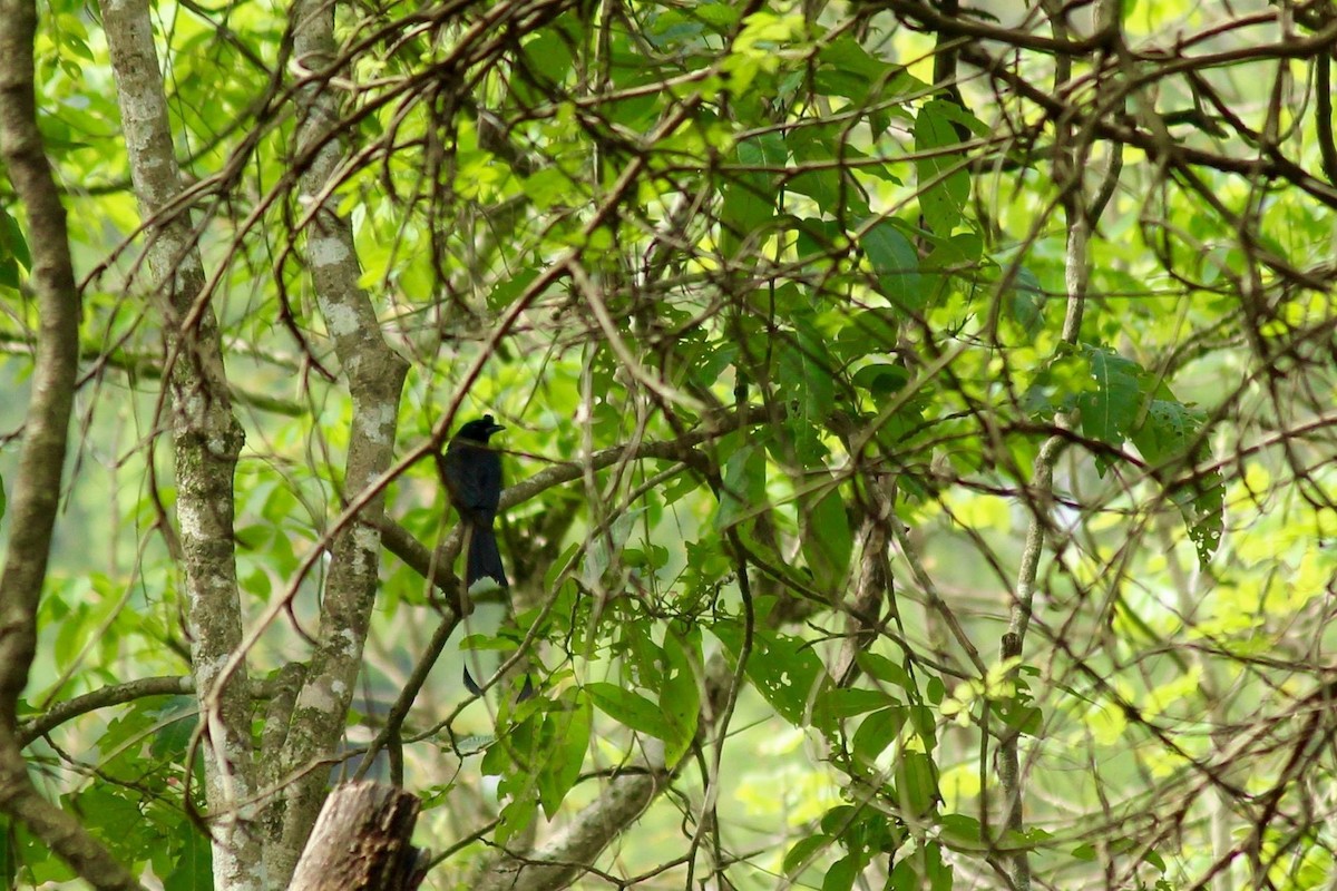 Greater Racket-tailed Drongo - ML20926941