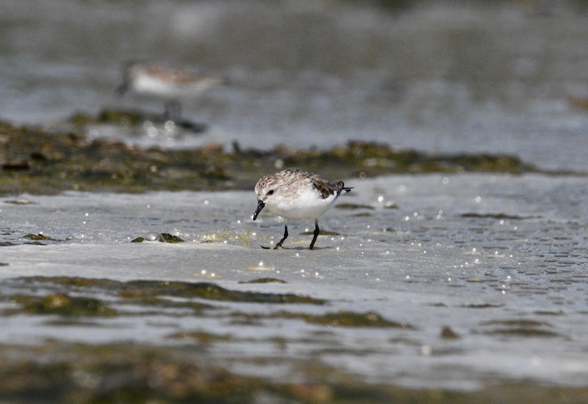 Red-necked Stint - Michael Daley