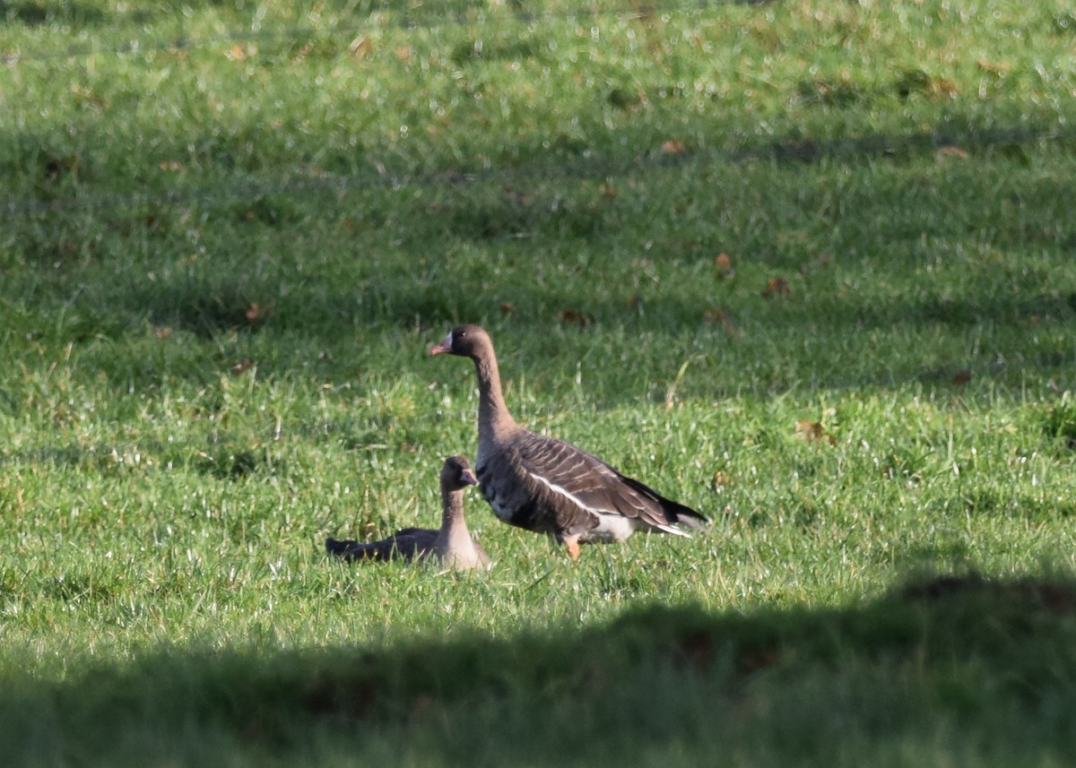 Greater White-fronted Goose (Eurasian) - A Emmerson