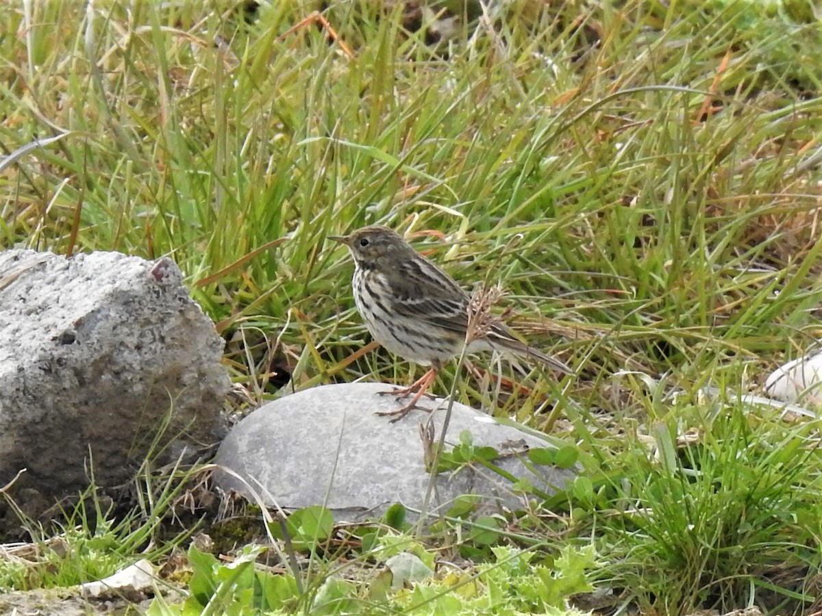 Meadow Pipit - ML209272481