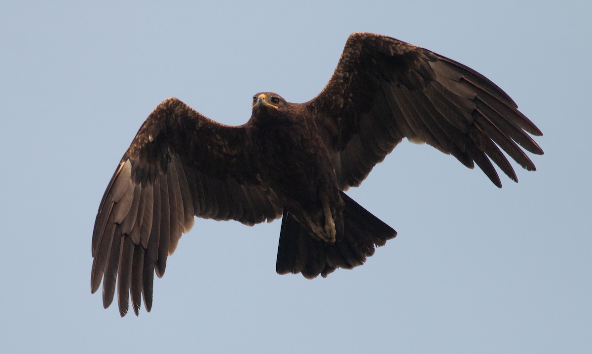 Indian Spotted Eagle - Zaber Ansary -BirdingBD Tours