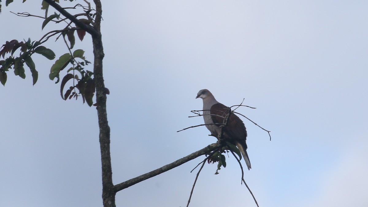 Mountain Imperial-Pigeon - ML209276781