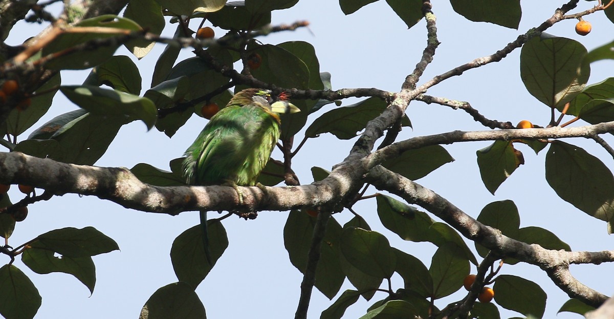 Fire-tufted Barbet - ML209277881