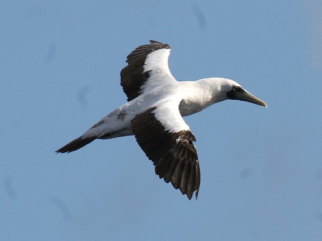 Masked Booby - ML20928011