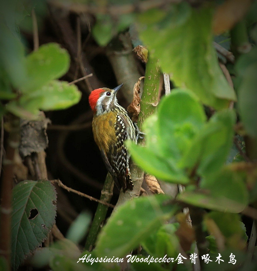 Abyssinian Woodpecker - Qiang Zeng