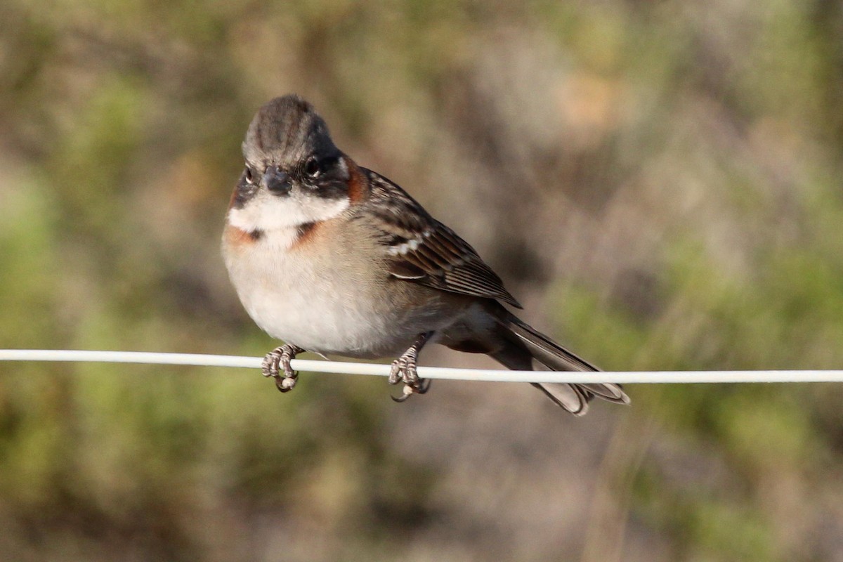 Rufous-collared Sparrow - Janet Washbon