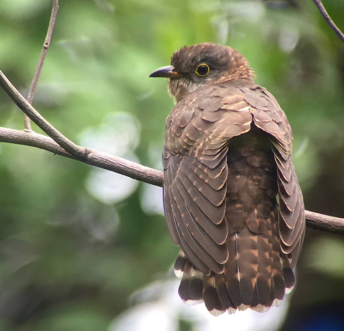 Malaysian Hawk-Cuckoo - Martin Kennewell