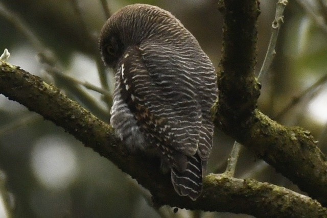 Asian Barred Owlet - Mike Barrow