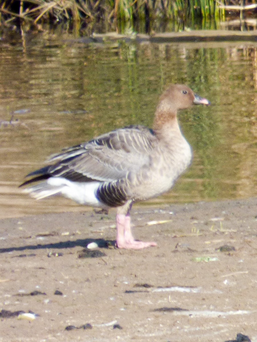 Pink-footed Goose - Linda Reinecke