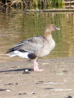 Pink-footed Goose, ML209287191