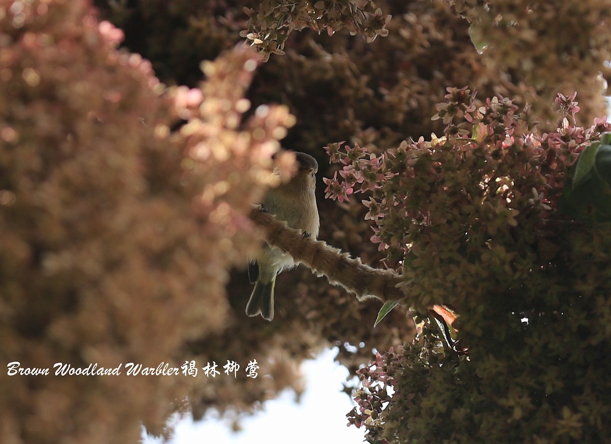 Brown Woodland-Warbler - Qiang Zeng