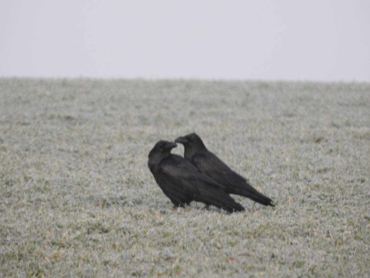 Common Raven - ML209289771