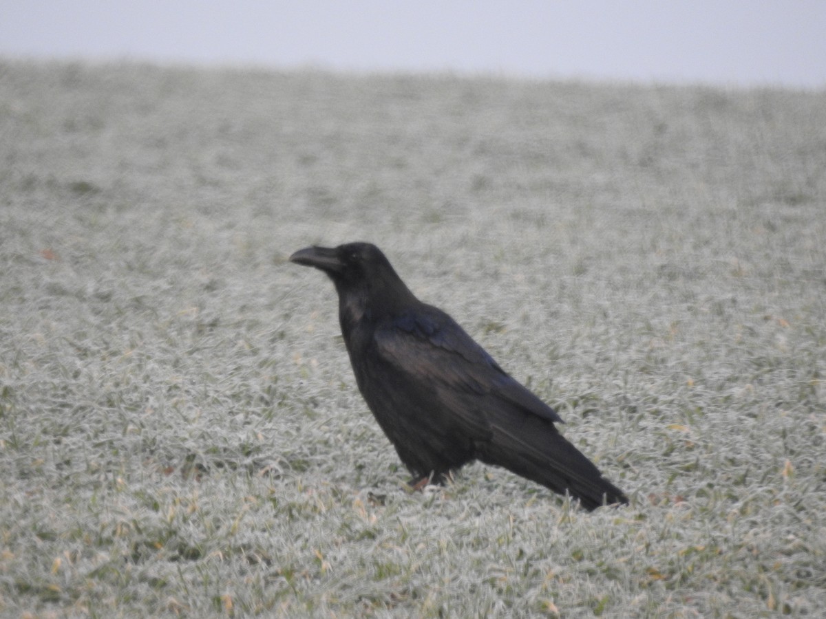 Common Raven - Sławomir Karpicki
