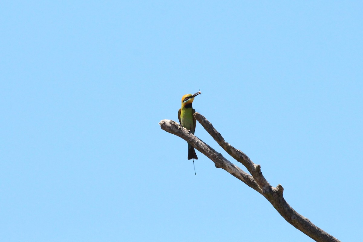 Rainbow Bee-eater - ML209293671