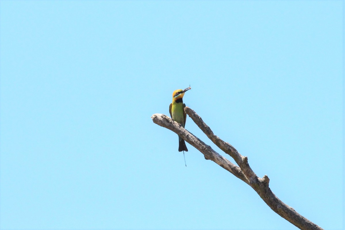 Rainbow Bee-eater - ML209293681