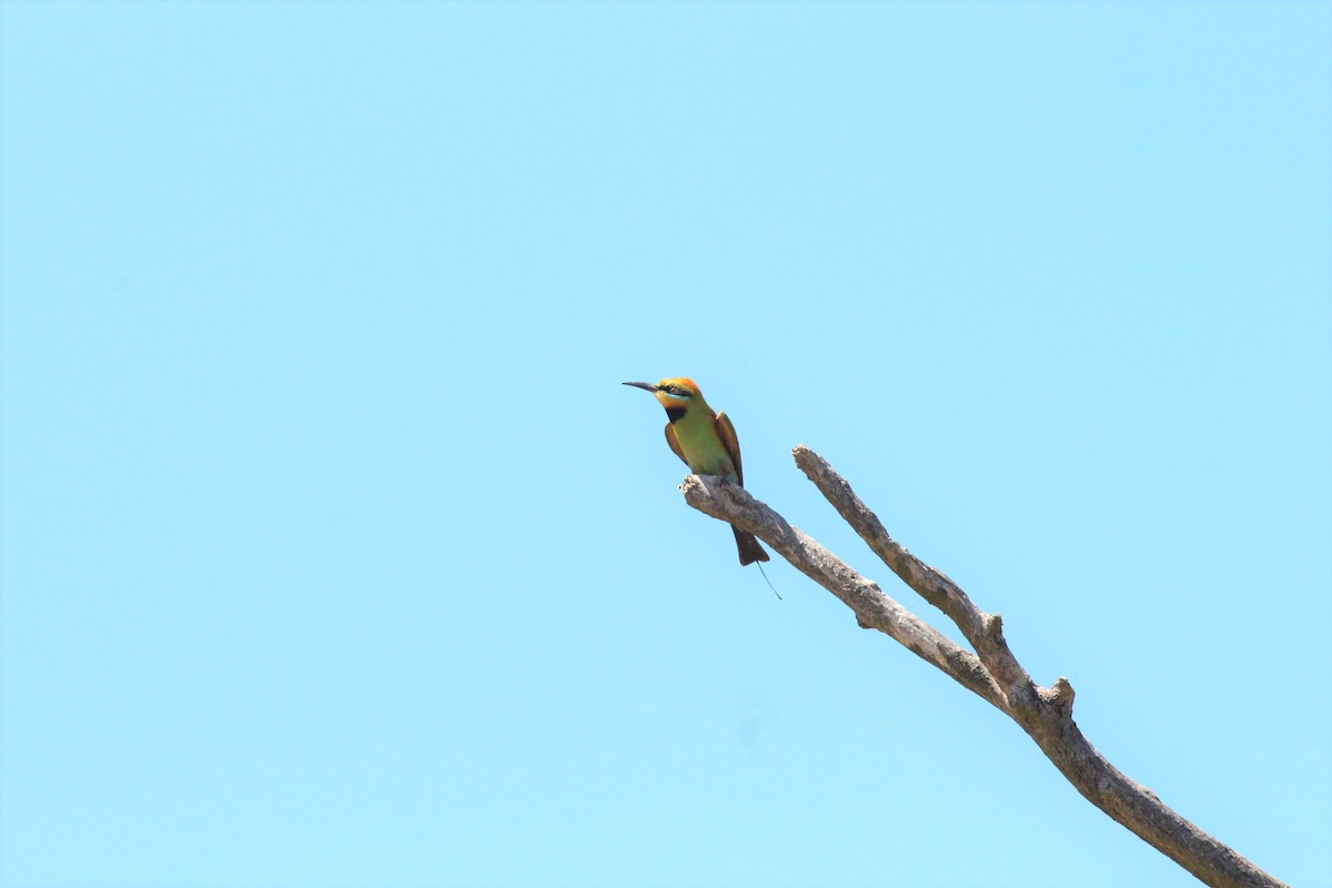 Rainbow Bee-eater - ML209293691