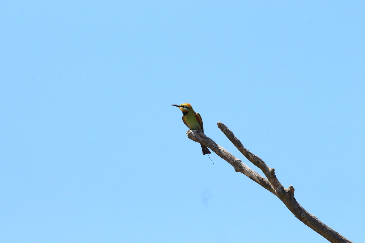 Rainbow Bee-eater - ML209293701