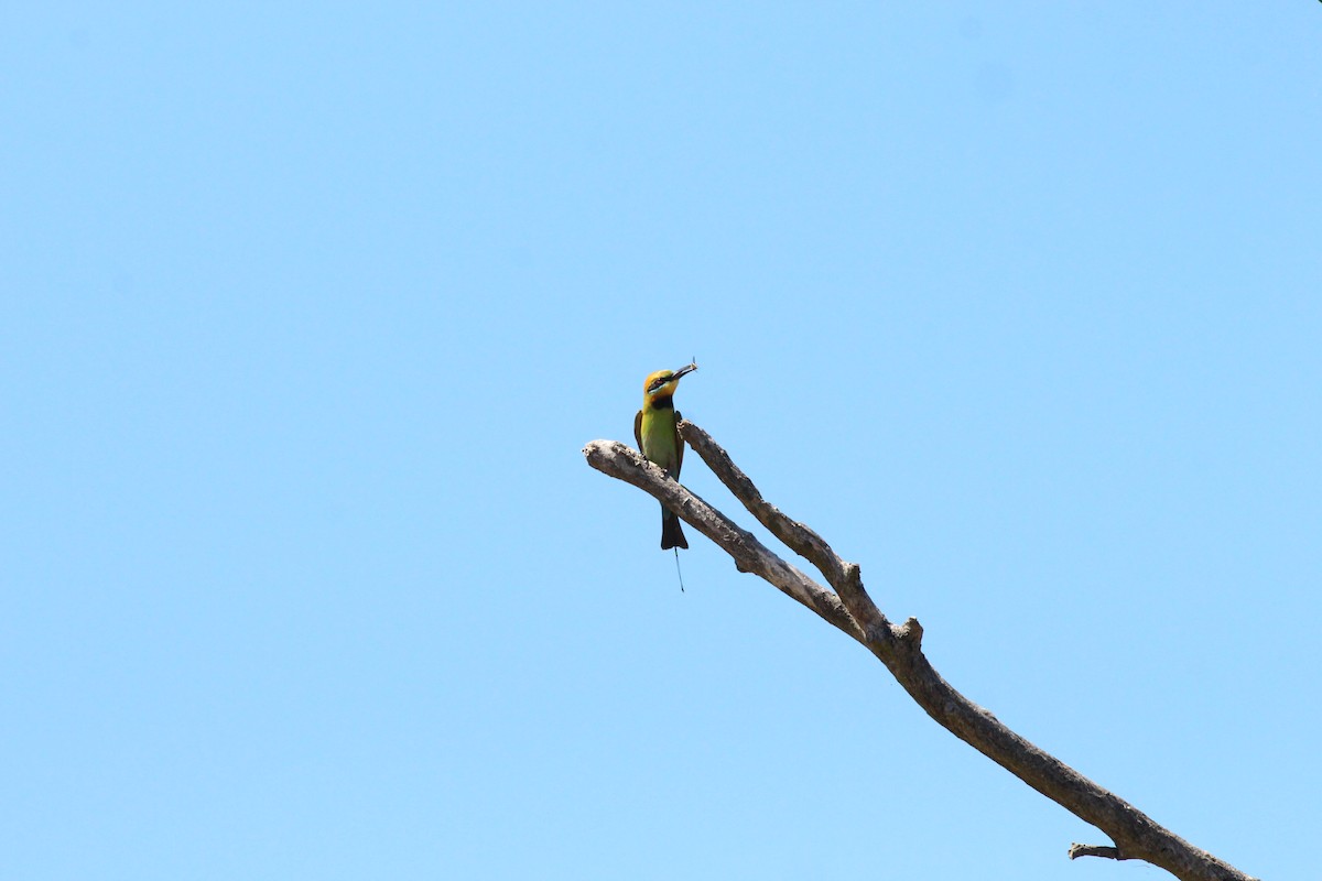 Rainbow Bee-eater - ML209293711