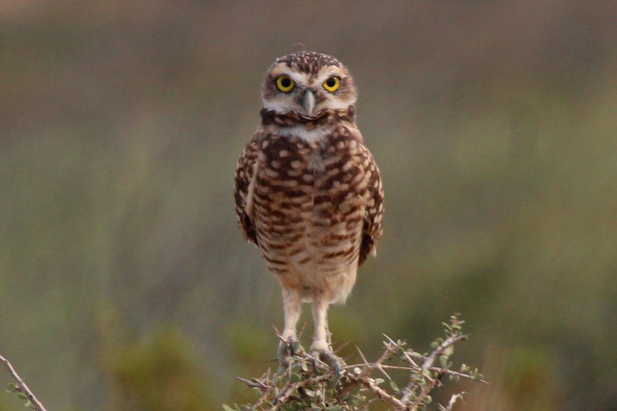 Burrowing Owl - ML209296091