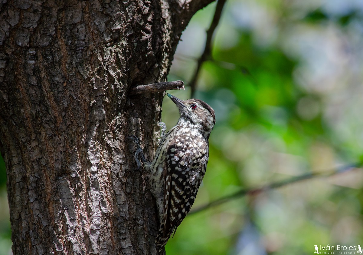 Checkered Woodpecker - Iván Eroles