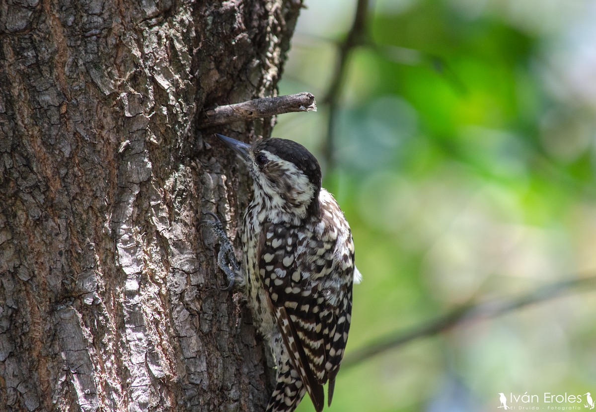 Checkered Woodpecker - ML209297811
